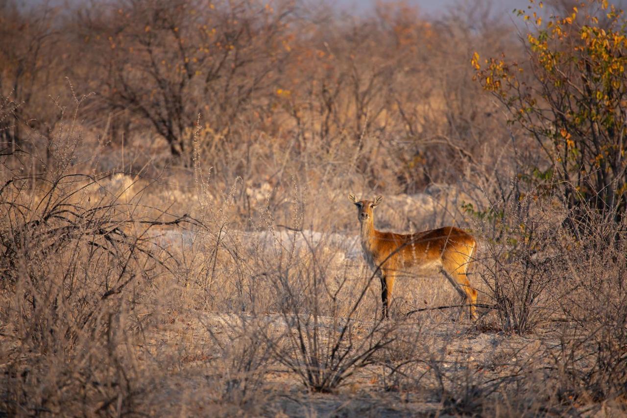 Etosha Trading Post Campsite Okaukuejo Dış mekan fotoğraf